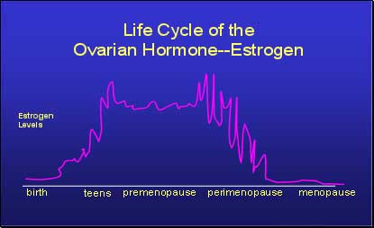 Life cycle of estrogen