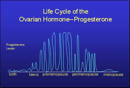 Life cycle of progesterone
